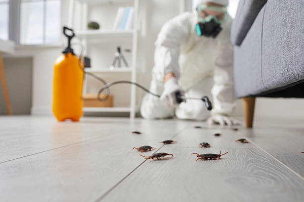 Post-Treatment Bed Bug Interceptor Monitoring in Mountain Home